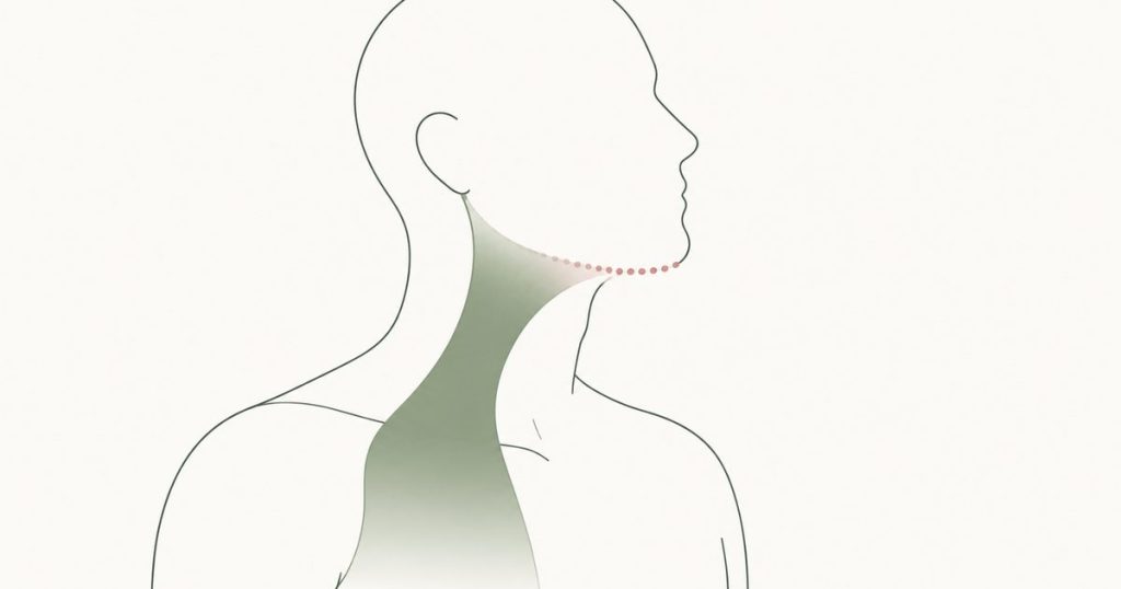 筋膜鏈示意圖:從胸口沿頸部前側往上、到下顎線逐漸轉為虛線,表示連到臉的那一段尚未被驗證